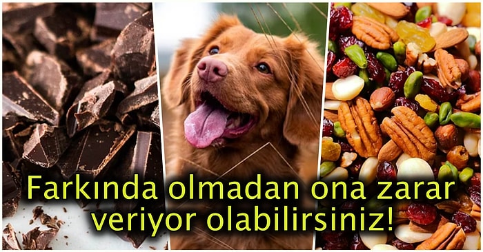 Masum Görünümlerine Aldanıp Tüylü Dostlarımız Olan Köpeklere Asla Vermemeniz Gereken 15 Besin