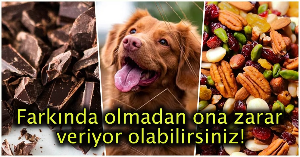 Masum Görünümlerine Aldanıp Tüylü Dostlarımız Olan Köpeklere Asla Vermemeniz Gereken 15 Besin