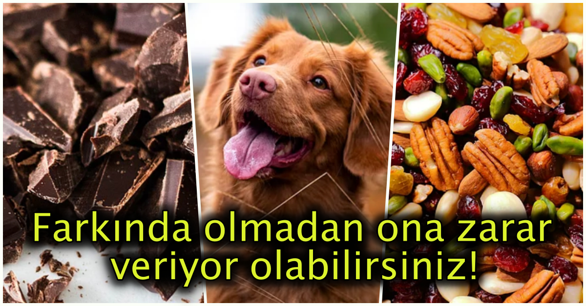 Masum Gorunumlerine Aldanip Tuylu Dostlarimiz Olan Kopeklere Asla Vermemeniz Gereken 15 Besin