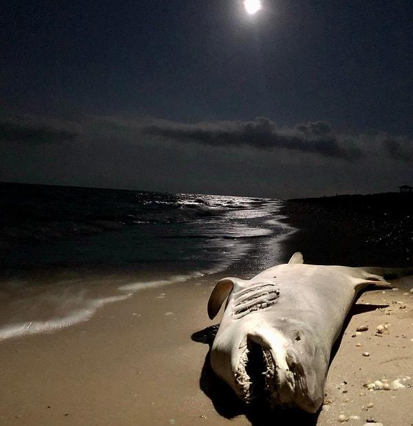 1. Delaware sahilinde karaya vuran köpek balığı: