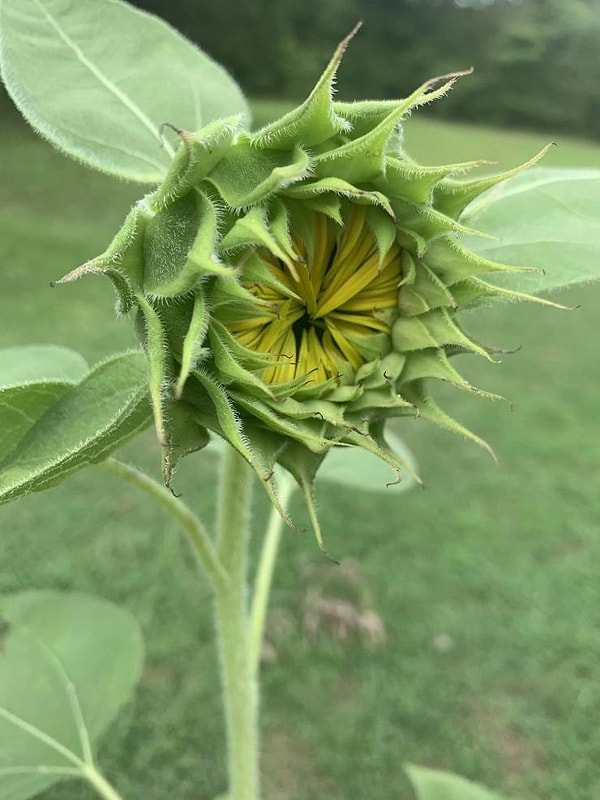3. «Подсолнечник до того, как он зацветет, кажется хищным пришельцем».