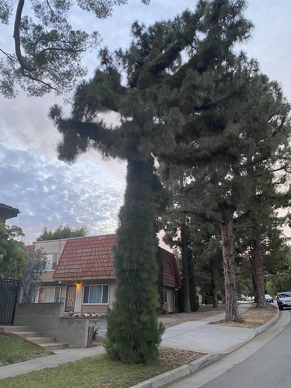 8. «Это дерево мутировало, и на его стволе и ветвях выросли сосны».