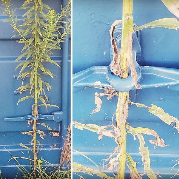 11. «Это растение идеально выросло через отверстие в дверце транспортного контейнера».