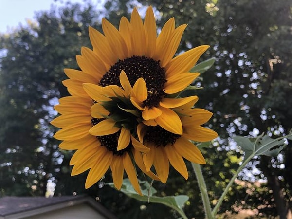 14. «Из моего подсолнечника растет еще один подсолнух».