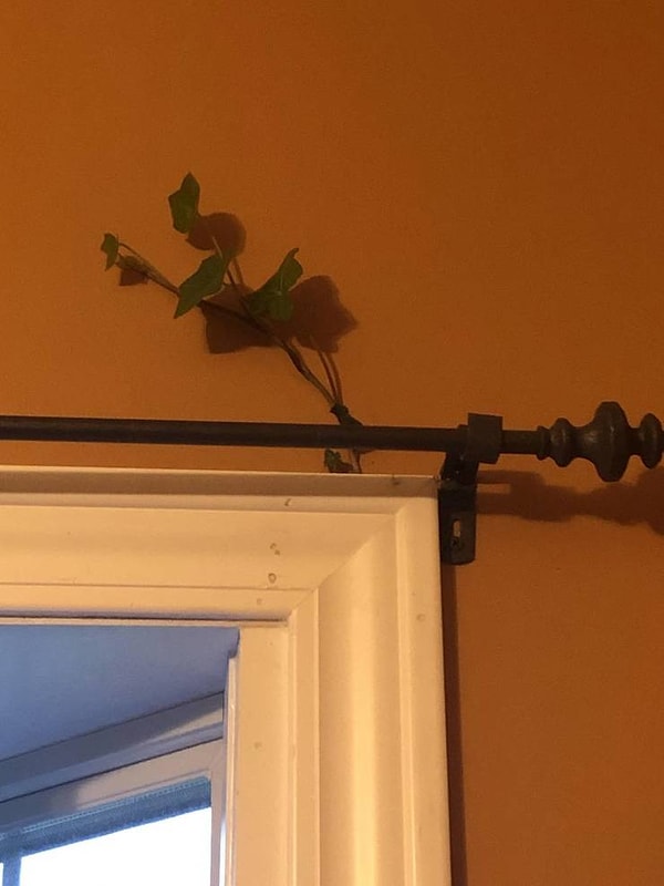 15. «Куст снаружи пророс через мою оконную раму».