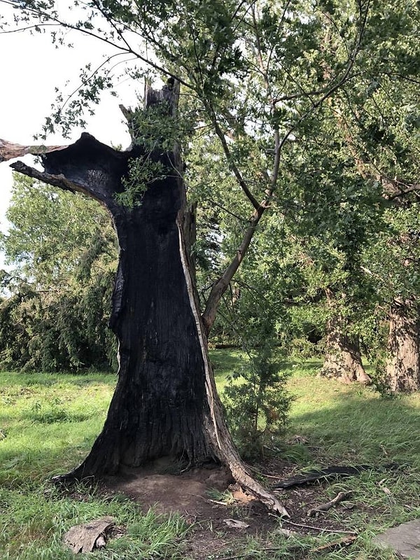 16. «Я увидел полностью выдохшееся, сгоревшее дерево, которое почему-то все еще живое».