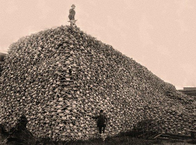 4. Gübre haline getirilmek üzere öldürülmüş yüzlerce bizon kafatası.