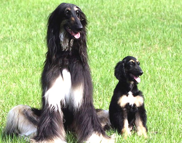 1. Snuppy-Klonlanan ilk köpek