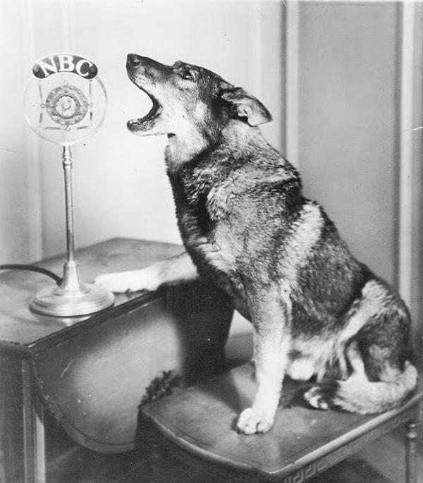 9. Rin Tin Tin-Film stüdyosunu kurtaran köpek