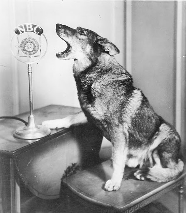 9. Rin Tin Tin-Film stüdyosunu kurtaran köpek