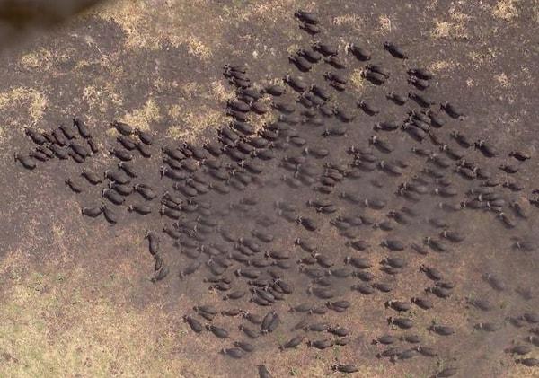 13. Afrika'da bir bufalo sürüsü.