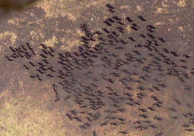 13. Afrika'da bir bufalo sürüsü.
