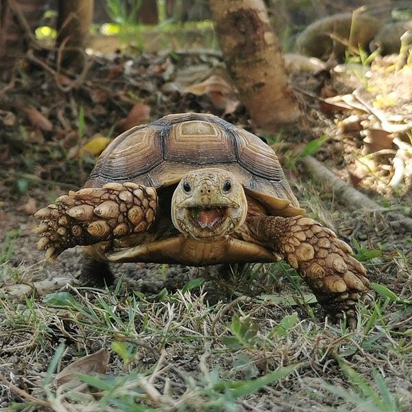 3. Tatlı mı tatlı gülümsemesiyle içimizi ısıtan kaplumbağa:
