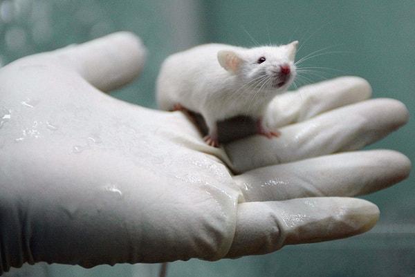 Bilim insanları, farelerin hücrelerini kendilerinin önceki sürümlerine resetleyerek farelerin yaşlanmasını başarılı bir şekilde tersine çevirdi.