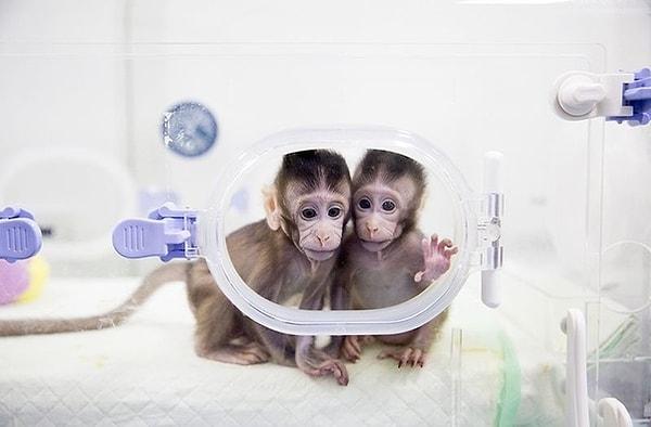 12. Klonlamayla doğal ilk primat kardeşler.