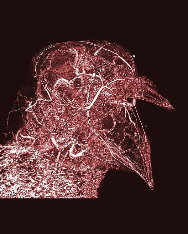 16. Bir güvercinin kafasındaki damar sistemi.