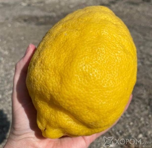 2. «Cамый большой лимон, который я когда-либо видел».