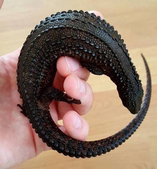 8. Ящерица, похожая на маленького дракона