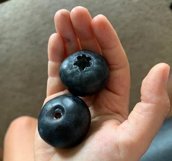 14. Голубика-мутант