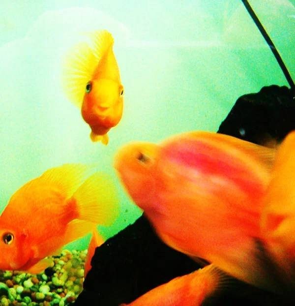 Рыбы могут узнавать человеческие лица, а некоторые даже могут научиться узнавать своих владельцев.