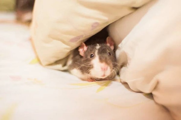 Крысы могут научиться играть в прятки, и они пищат от радости, когда выигрывают.