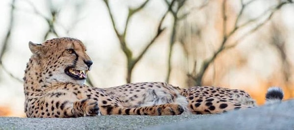 Гепарды не рычат, поэтому вместо этого они мурлыкают или даже щебечут.