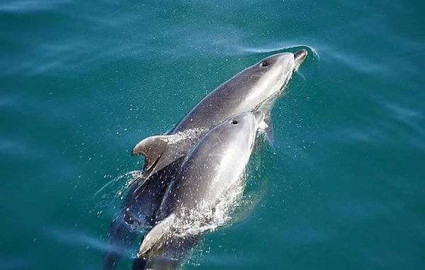 Беременные дельфины поют своим будущим малышам.