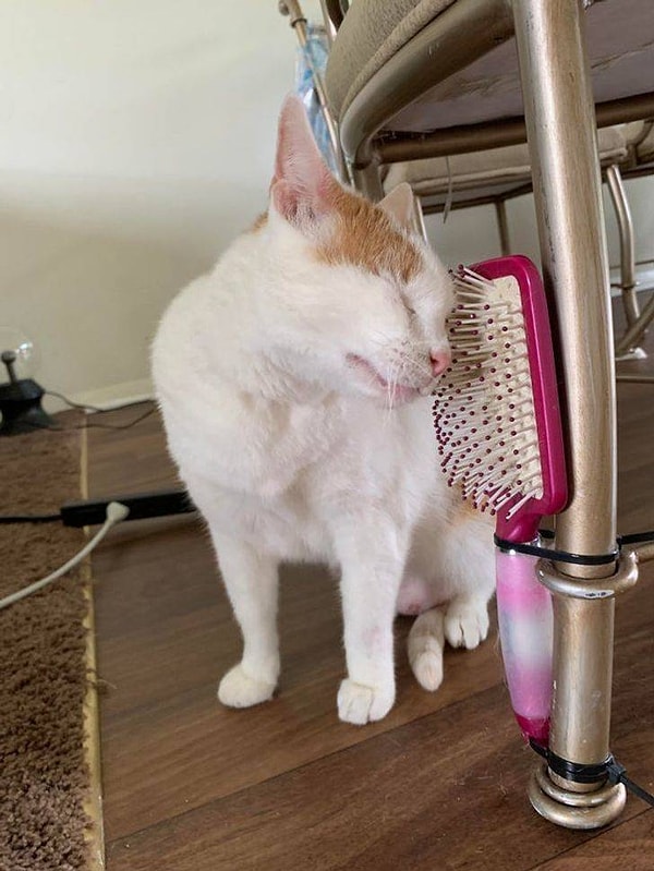 «Старая расческа для волос? Привяжите ее к ножке стула, чтобы кошка могла тереться!»