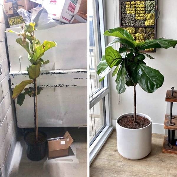 «Спас фикус-доходягу из мусорного контейнера в апреле. По-моему, ему у меня нравится!»