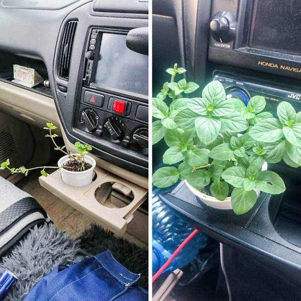 Когда приобрел живой освежитель воздуха из мяты для машины