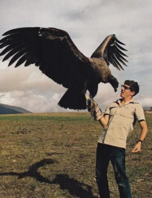 6. California Condor'un 304 cm kanat açıklığı var ve 4.572 m yüksekliğe ulaşabiliyor.