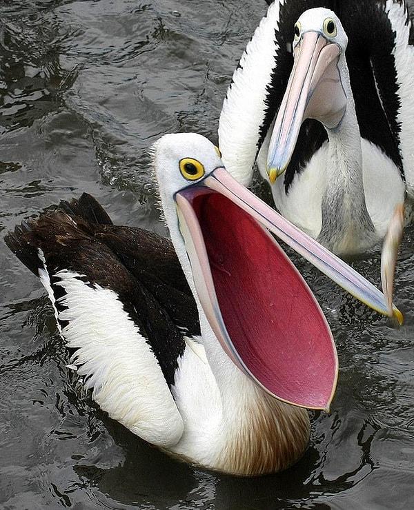 9. Pelikanların ağızlarını bu kadar açabildiklerini biliyor muydunuz?