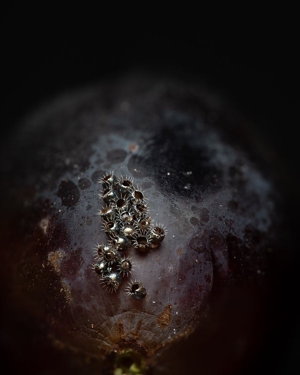 14. «Что за шарики металлического цвета на моей виноградине?»