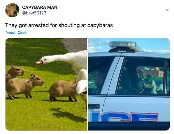 14. "Kapibaralara bağırdıkları için tutuklanmışlar."