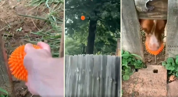 Aradaki Çit Engeline Rağmen Komşusuyla Oyun Oynamanın Bir Yolunu Bulan Köpeğin Muhteşem Görüntüleri