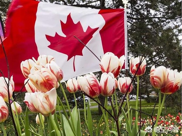 С 1945 года голландцы отправляют в Канаду 20 000 луковиц тюльпанов в знак признательности.
