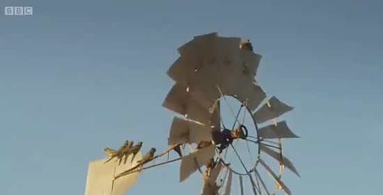 Su İçebilmek İçin Çiftlikteki Su Pompasını Birlikte Hareket Ettiren Papağanlar