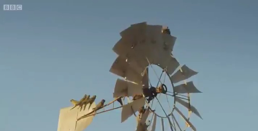 Su İçebilmek İçin Çiftlikteki Su Pompasını Birlikte Hareket Ettiren Papağanlar