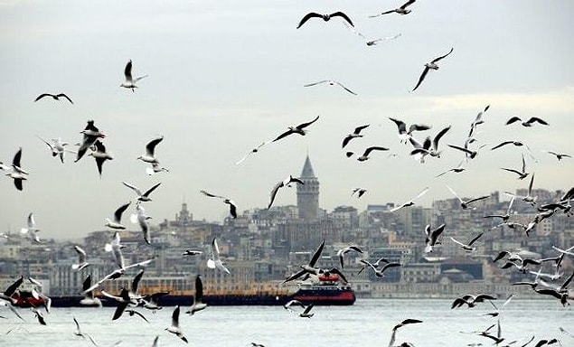 1. Tüm İstanbul Boğazı'nı esir almış martı sesleri...