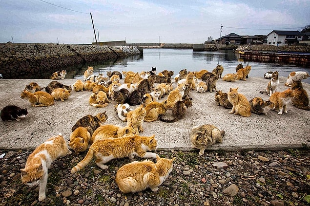 6. Tashirojima Adası (Japonya)