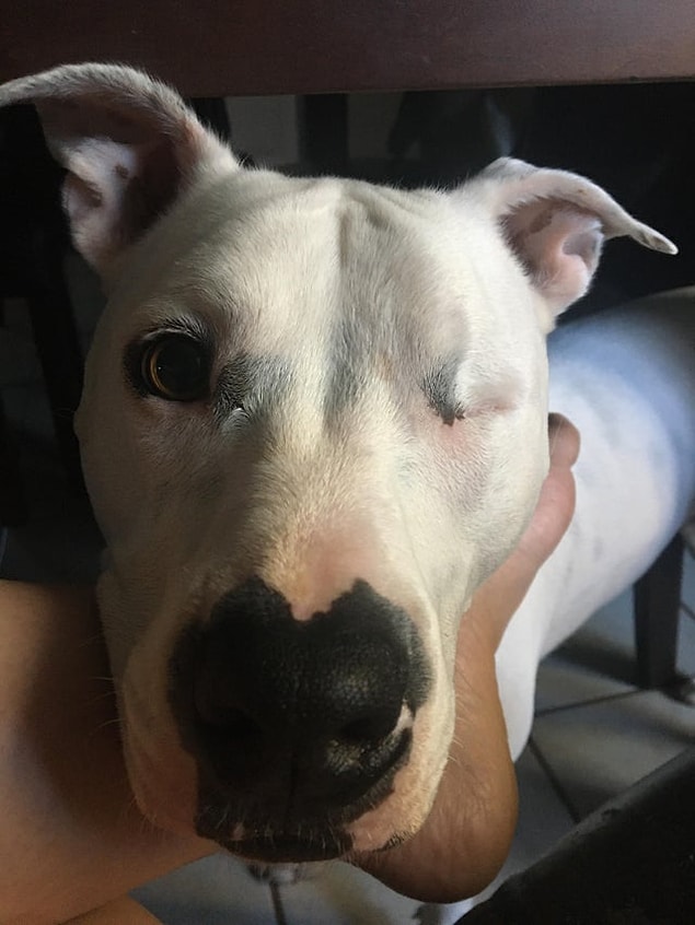 9. "Köpeğimin burnu kalp şeklinde." 😍