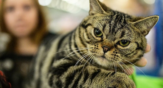 Kedi