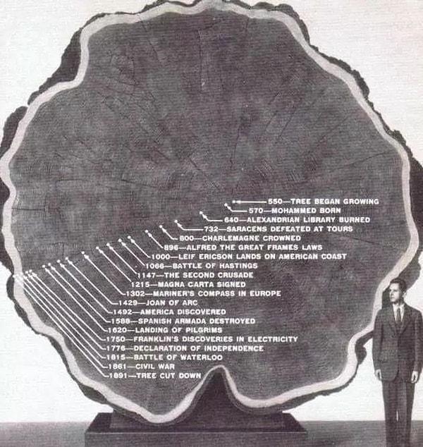 16. 1891 yılında kesilen 1300 yıllık ağaç.