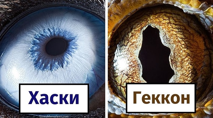 Армянский фотограф запечатлел, насколько уникальны глаза животных (24 фото)