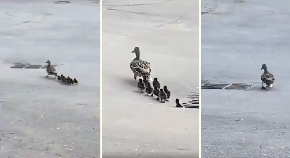 Hüngür Hüngür Ağlıyorum Şu An: Mazgala Düşen Yavrusunu Kontrol Ederken Diğer Yavrularının da Mazgala Düşmesine Neden Olan Anne Ördek