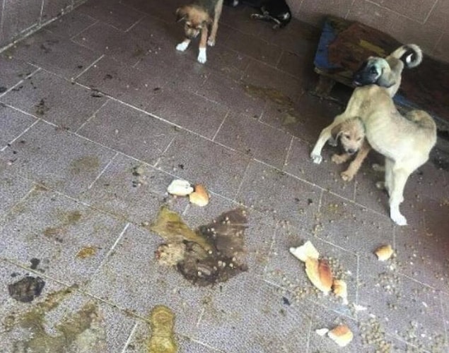 'Ne kadar yaşamaya mücadele ederler bilmiyorum'