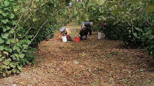 Sakarya'da İşçilere Saldıran 2 Kişi Hakkında Gözaltı Kararı