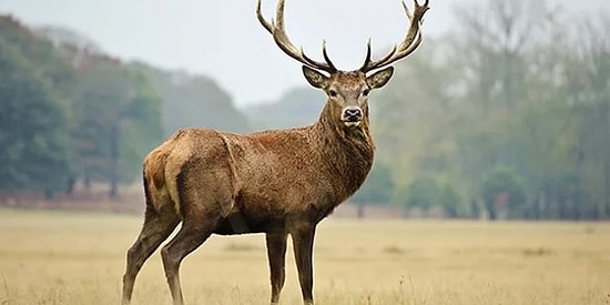 Evdeki Hesap Cangıla Uymadı: Okla Yaraladığı Geyik Tarafından Bir Gün Sonra Öldürülen Avcı