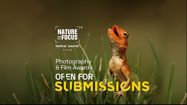 Nature inFocus, Asya'dan çok sayıda fotoğrafçının katıldığı oldukça prestijli bir yarışma.