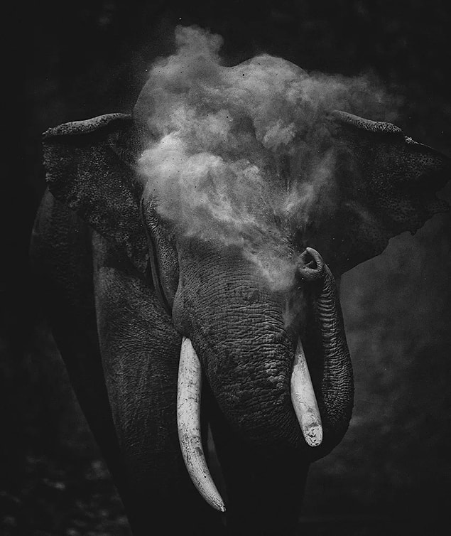 14. Genç Fotoğrafçı Kategorisi 1.'lik ödülü: 'Dust To Dust', Sitara Karthikeyan